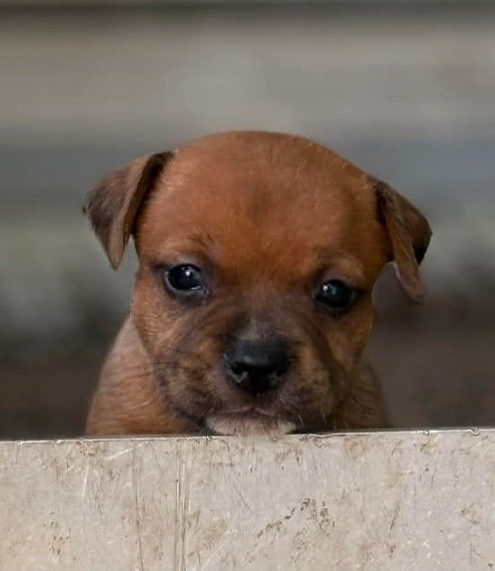 Cucciolo red brindle